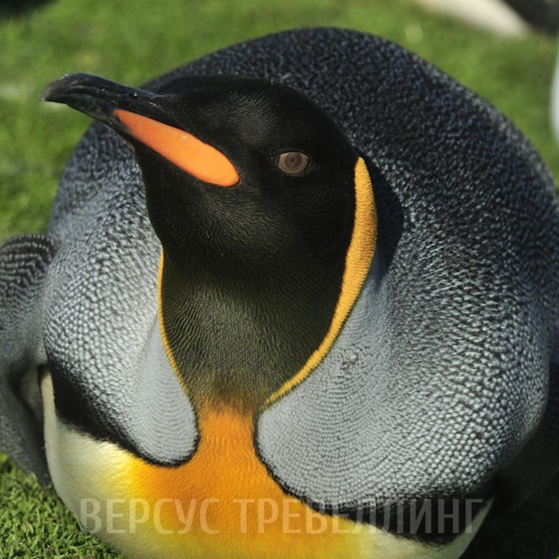 Стоковые фотографии по запросу Королевский пингвин