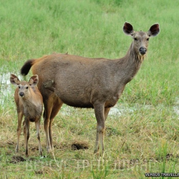 Индия. Национальный парк Рантхамбор. Октябрь 2012