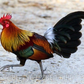 Цейлонская джунглевая курица 