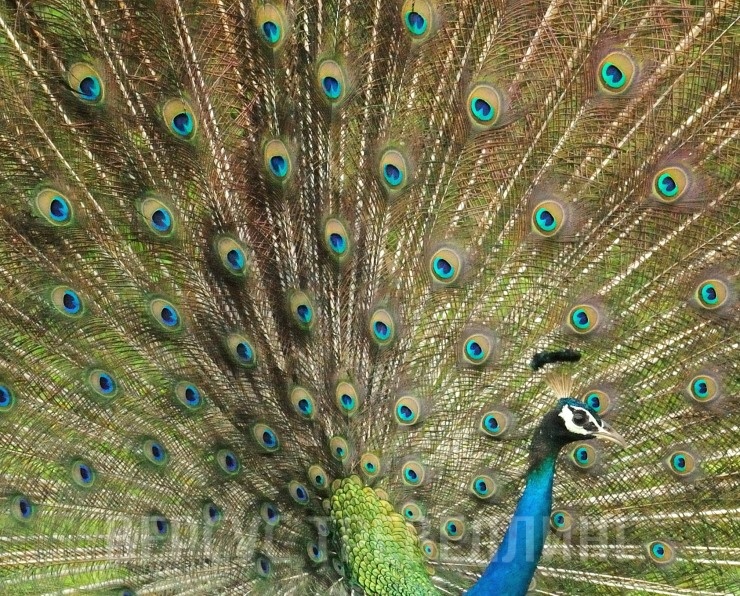 Павлин - 106 фото уникальной птицы с самым красивым хвостом