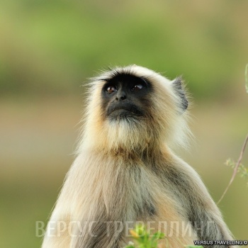 Индия. Национальный парк Рантхамбор. Октябрь 2012