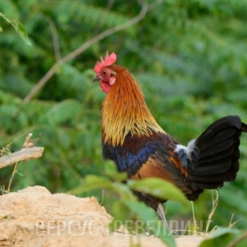 Цейлонская джунглевая курица 