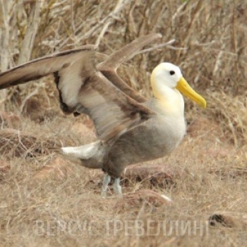 Машущий альбатрос