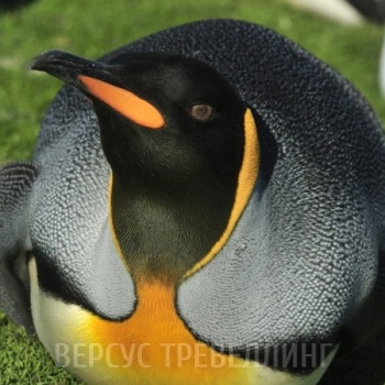 Пингвин королевский