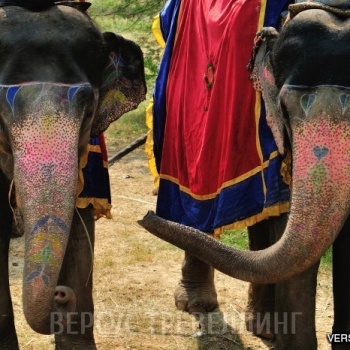Индия. Джайпур. Слоновий боди-арт. Октябрь 2012