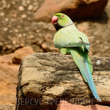 Индийский кольчатый попугай 
