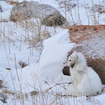 Песец, или полярная лисица