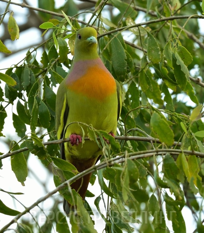 Полосатохвостый зелёный голубь