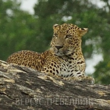 Цейлонский леопард