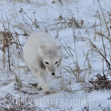 Песец, или полярная лисица