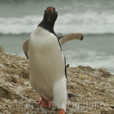 Пингвин папуанский