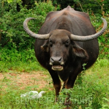 Азиатский буйвол, или индийский буйвол