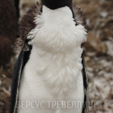 Пингвин Рокхоппера